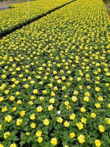 孔雀草